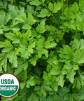 Seed Savers Exchange Herb, Giant From Italy Parsley (Organic) Seed Savers Exchange