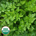 Seed Savers Exchange Herb, Giant From Italy Parsley (Organic) Seed Savers Exchange