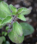 Seed Savers Exchange Herb, Greek Oregano Seed Savers Exchange