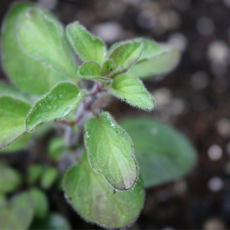 Seed Savers Exchange Herb, Greek Oregano Seed Savers Exchange