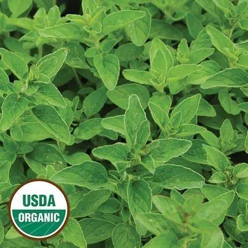 Seed Savers Exchange Herb, Greek Oregano (Organic) Seed Savers Exchange