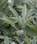 Seed Savers Exchange Herb, Green Culinary Sage Seed Savers Exchange