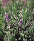 Seed Savers Exchange Herb, Lavender English Seed Savers Exchange