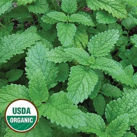 Seed Savers Exchange Herb, Lemon Balm (Organic) Seed Savers Exchange
