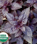 Seed Savers Exchange Herb, Purple Dark Opal Basil (Organic) Seed Savers Exchange