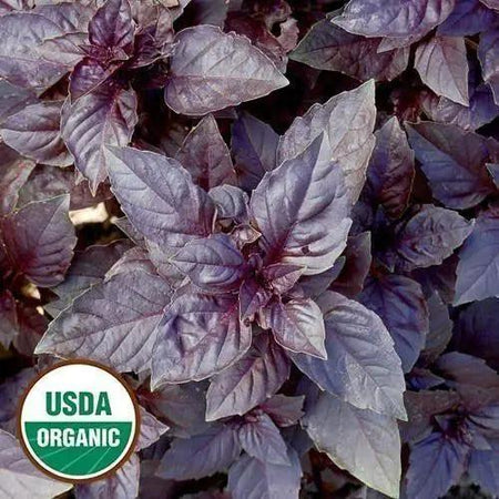 Seed Savers Exchange Herb, Purple Dark Opal Basil (Organic) Seed Savers Exchange