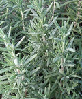 Seed Savers Exchange Herb, Rosemary Seed Savers Exchange