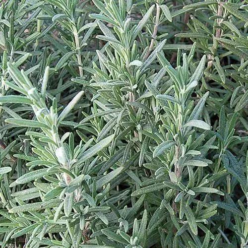 Seed Savers Exchange Herb, Rosemary Seed Savers Exchange