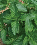 Seed Savers Exchange Herb, Spearmint Seed Savers Exchange