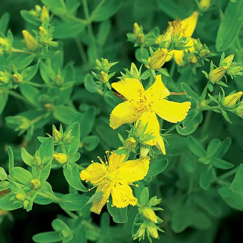 Seed Savers Exchange Herb, St. John's Wort Seed Savers Exchange