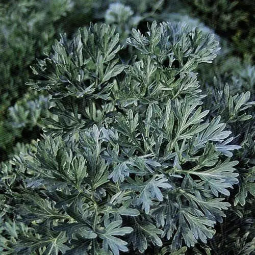 Seed Savers Exchange Herb, Wormwood Seed Savers Exchange