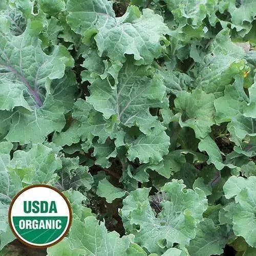Seed Savers Exchange Kale, Delaway (Organic) Seed Savers Exchange