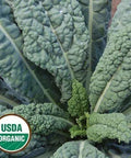 Seed Savers Exchange Kale, Lacinato (Organic) Seed Savers Exchange