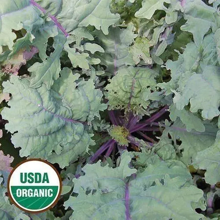 Seed Savers Exchange Kale, Red Russian (Organic) Seed Savers Exchange