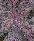 Seed Savers Exchange Kale, Scarlet Seed Savers Exchange