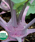 Seed Savers Exchange Kohlrabi, Purple Vienna (Organic) Seed Savers Exchange