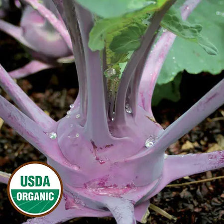 Seed Savers Exchange Kohlrabi, Purple Vienna (Organic) Seed Savers Exchange
