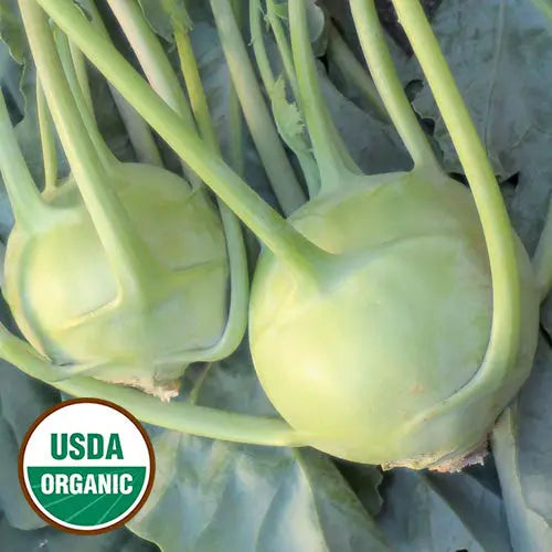 Seed Savers Exchange Kohlrabi, White Vienna (Organic) Seed Savers Exchange