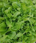 Seed Savers Exchange Lettuce, Baby Oakleaf Seed Savers Exchange