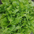 Seed Savers Exchange Lettuce, Baby Oakleaf Seed Savers Exchange