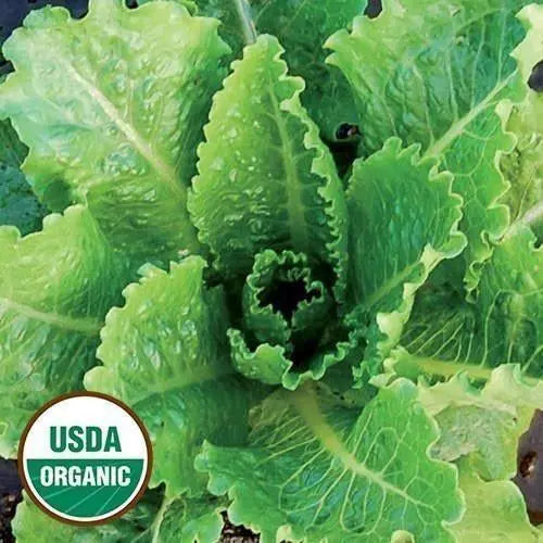 Seed Savers Exchange Lettuce, Crisp Mint (Organic) Seed Savers Exchange