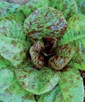 Seed Savers Exchange Lettuce, Forellenschluss Seed Savers Exchange
