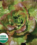 Seed Savers Exchange Lettuce, Grandma Hadley's (Organic) Seed Savers Exchange