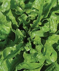 Seed Savers Exchange Lettuce, Green Oakleaf Seed Savers Exchange