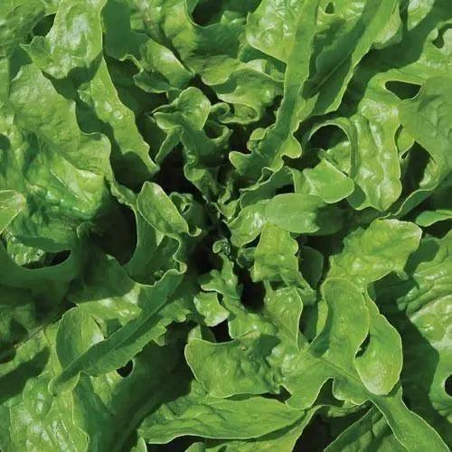 Seed Savers Exchange Lettuce, Green Oakleaf Seed Savers Exchange