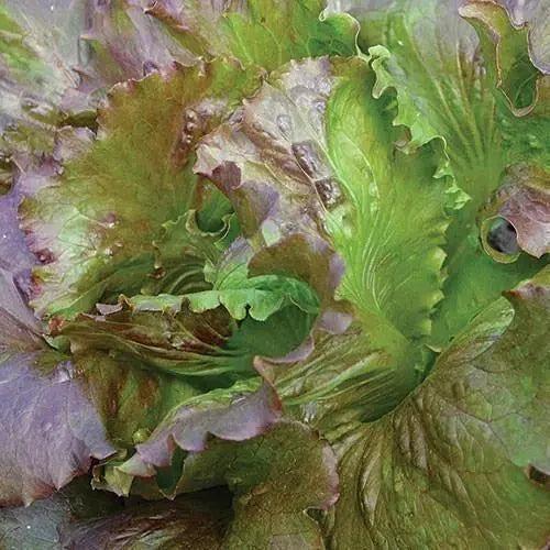 Seed Savers Exchange Lettuce, Red Iceberg Seed Savers Exchange