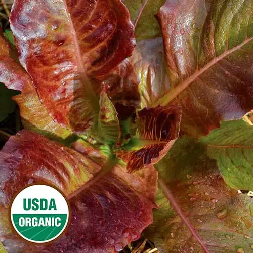 Seed Savers Exchange Lettuce, Red Romaine (Organic) Seed Savers Exchange