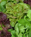 Seed Savers Exchange Lettuce, Seed Savers Mixture Seed Savers Exchange