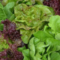 Seed Savers Exchange Lettuce, Seed Savers Mixture Seed Savers Exchange