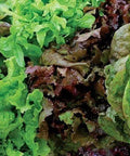 Seed Savers Exchange Lettuce, Seed Savers Mixture Seed Savers Exchange