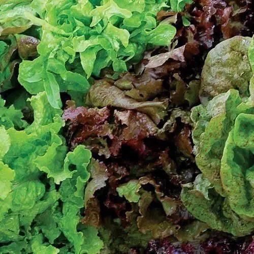 Seed Savers Exchange Lettuce, Seed Savers Mixture Seed Savers Exchange