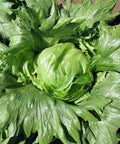 Seed Savers Exchange Lettuce, Summertime (Organic) Seed Savers Exchange