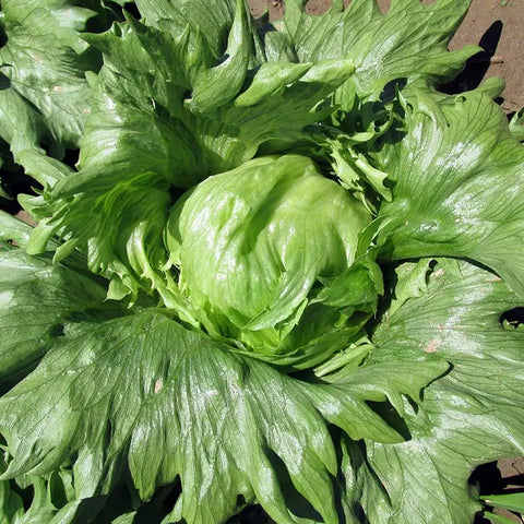 Seed Savers Exchange Lettuce, Summertime (Organic) Seed Savers Exchange
