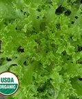Seed Savers Exchange Lettuce, Tango (Organic) Seed Savers Exchange