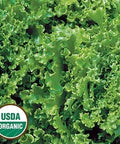 Seed Savers Exchange Lettuce, Tango (Organic) Seed Savers Exchange