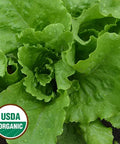 Seed Savers Exchange Lettuce, Webb's Wonderful Lettuce (Organic) Seed Savers Exchange