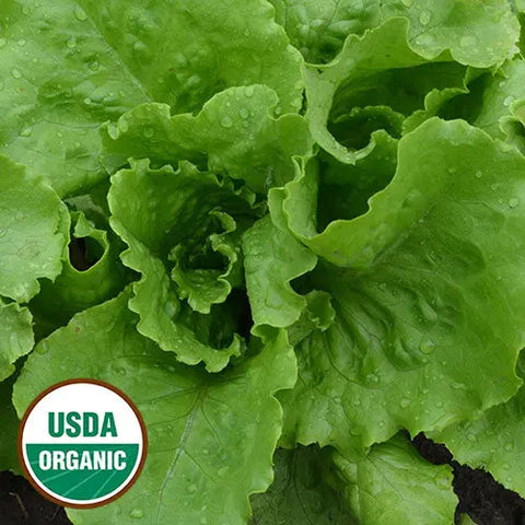 Seed Savers Exchange Lettuce, Webb's Wonderful Lettuce (Organic) Seed Savers Exchange