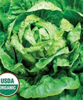 Seed Savers Exchange Lettuce, Winter Density (Organic) Seed Savers Exchange