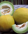 Seed Savers Exchange Melon, Boule d'Or Seed Savers Exchange