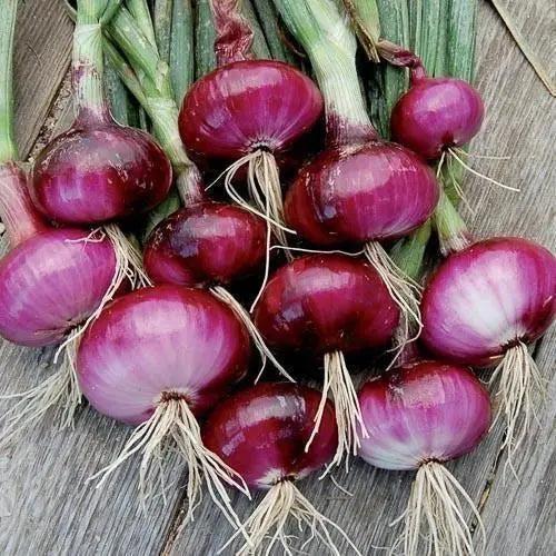 Seed Savers Exchange Onion, Red Wethersfield Seed Savers Exchange