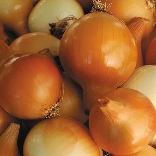 Seed Savers Exchange Onion, Yellow Of Parma Seed Savers Exchange