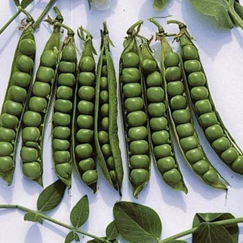 Seed Savers Exchange Pea, Green Arrow Seed Savers Exchange