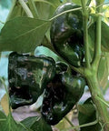 Seed Savers Exchange Pepper, Ancho Gigantea Seed Savers Exchange