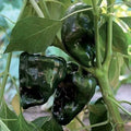 Seed Savers Exchange Pepper, Ancho Gigantea Seed Savers Exchange