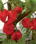 Seed Savers Exchange Pepper, Habanero Red Seed Savers Exchange