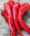 Seed Savers Exchange Pepper, Hot Portugal Seed Savers Exchange